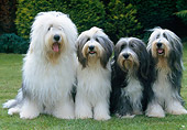 DOG 01 JS0048 01
Four Old English Sheepdogs Sitting On Grass