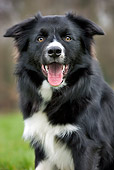 DOG 01 JS0054 01
Portrait Of Border Collie Sitting On Grass