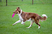 DOG 01 JS0055 01
Border Collie Fetching Pink Frisbee On Grass