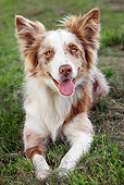 DOG 01 JS0057 01
Portrait Of Border Collie Resting On Grass