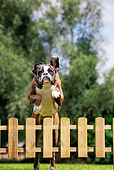 DOG 01 JS0058 01
Portrait Of Boxer Jumping Over Wooden Fence