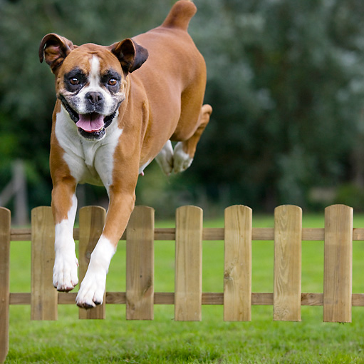 Boxer Jumping