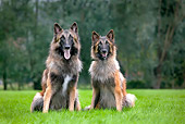 DOG 01 JS0060 01
Two Tervuren Belgian Shepherds Sitting On Grass