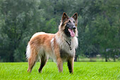 DOG 01 JS0061 01
Tervuren Belgian Shepherd Standing On Grass
