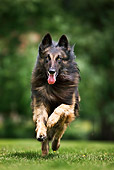 DOG 01 JS0062 01
Tervuren Belgian Shepherd Running Through Grass