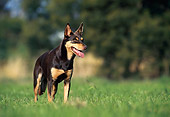 DOG 01 KH0094 01
Australian Kelpie Standing On Grass Field