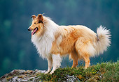 DOG 01 KH0096 01
Rough Collie Standing On Grassy Rock Profile