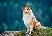 DOG 01 KH0097 01
Rough Collie Sitting On Grassy Rock