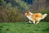 DOG 01 KH0098 01
Rough Collie Running On Grass Profile