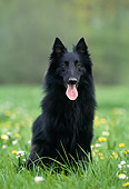 DOG 01 KH0103 01
Groenendael Belgian Shepherd Sitting On Grass Field