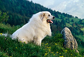 DOG 01 KH0104 01
Great Pyrenees Sitting On Grass Profile