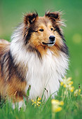 DOG 01 KH0105 01
Close-Up Of Shetland Sheepdog Standing In Grass By Yellow Flowers