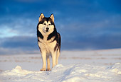 DOG 01 KH0107 01
Siberian Husky Standing In Snow
