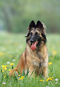 DOG 01 KH0108 01
Tervuren Belgian Shepherd Sitting In Grass With Dandelions