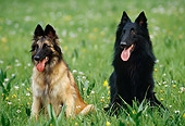 DOG 01 KH0109 01
Tervuren And Groenendael Belgian Shepherds Sitting In Grass With Dandelions
