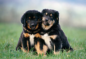 DOG 01 KH0110 01
Tibetan Mastiff Puppies Sitting In Grass Playing With Twig