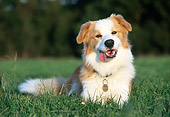 DOG 01 KH0111 01
Border Collie Laying On Grass At Dusk