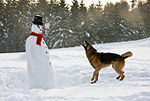 DOG 01 KH0113 01
German Shepherd Barking At Snowman