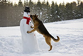 DOG 01 KH0114 01
German Shepherd Biting Carrot Nose Of Snowman