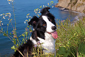DOG 01 LS0059 01
Border Collie Sitting In Field By Beach