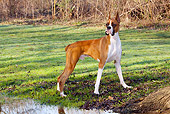 DOG 01 LS0063 01
Boxer Standing On Grass By Water
