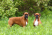 DOG 01 LS0071 01
Two Boxers In Tall Grass By Shrubs