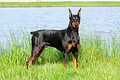 DOG 01 LS0076 01
Doberman Pinscher Standing On Grass By Water