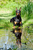 DOG 01 LS0077 01
Doberman Pinscher Laying On Grass With Front Paws In Water