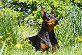 DOG 01 LS0078 01
Doberman Pinscher Laying On Grass By Dandelions