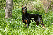 DOG 01 LS0079 01
Doberman Pinscher Standing In Tall Grass By Blue Flowers