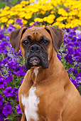 DOG 01 LS0080 01
Close-Up Of Boxer Sitting By Purple And Yellow Flowers
