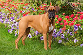 DOG 01 LS0082 01
Boxer Standing On Grass By Purple And Red Flowers