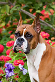 DOG 01 LS0085 01
Close-Up Of Boxer Sitting By Purple And Red Flowers