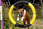DOG 01 LS0086 01
Boxer Leaping Through Agility Hoop