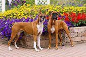 DOG 01 LS0090 01
Two Boxers Standing On Stone And Brick Patio By Flower Garden