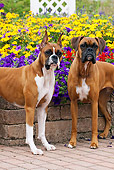 DOG 01 LS0091 01
Close-Up Of Two Boxers Standing On Stone And Brick Patio By Flower Garden