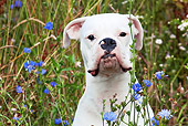 DOG 01 LS0093 01
Close-Up Of White Boxer Sitting In Chicory And Queen Anne's Lace Flowers
