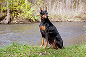 DOG 01 LS0096 01
Doberman Pinscher Sitting On Grassy Stream Bank