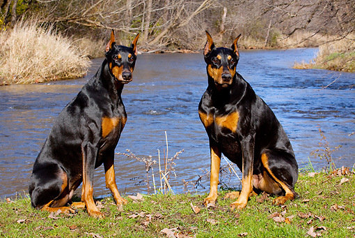 Doberman Pinscher Bank Robbery Movie