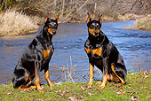 DOG 01 LS0097 01
Two Doberman Pinschers Sitting On Grassy Stream Bank