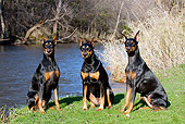 DOG 01 LS0098 01
Three Doberman Pinschers Sitting On Grassy Stream Bank