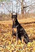DOG 01 LS0101 01
Doberman Pinscher Sitting In Yellow Maple Leaves