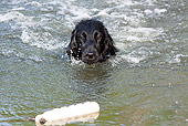 DOG 01 LS0102 01
Flat-Coated Retriever Swimming Toward White Training Bumper In Pond