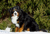 DOG 01 LS0104 01
Bernese Mountain Dog Sitting On Snow By Spruce Tree