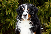 DOG 01 LS0105 01
Head Shot Of Bernese Mountain Dog Sitting By Spruce Tree