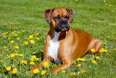 DOG 01 LS0109 01
Male Boxer With Natural Ears Laying In Grass And Dandelions