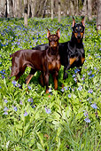 DOG 01 LS0110 01
Doberman Pinscher Male And Female Standing In Virginia Bluebells