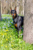 DOG 01 LS0112 01
Doberman Pinscher Male Standing Behind Tree In Virginia Bluebells