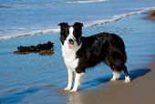 DOG 01 LS0113 01
Border Collie Standing On Beach