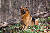 DOG 01 LS0114 01
German Shepherd Male Sitting In Wildflowers And Oak Leaves